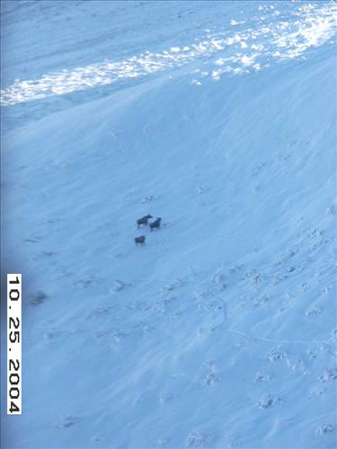 3 Gates of the Arctic National Park and Preserve Koyukuk Moose Survey 2004