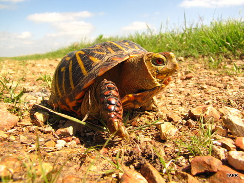 Yellow turtle with dark shell and yellow striation pattern and light red trim. 