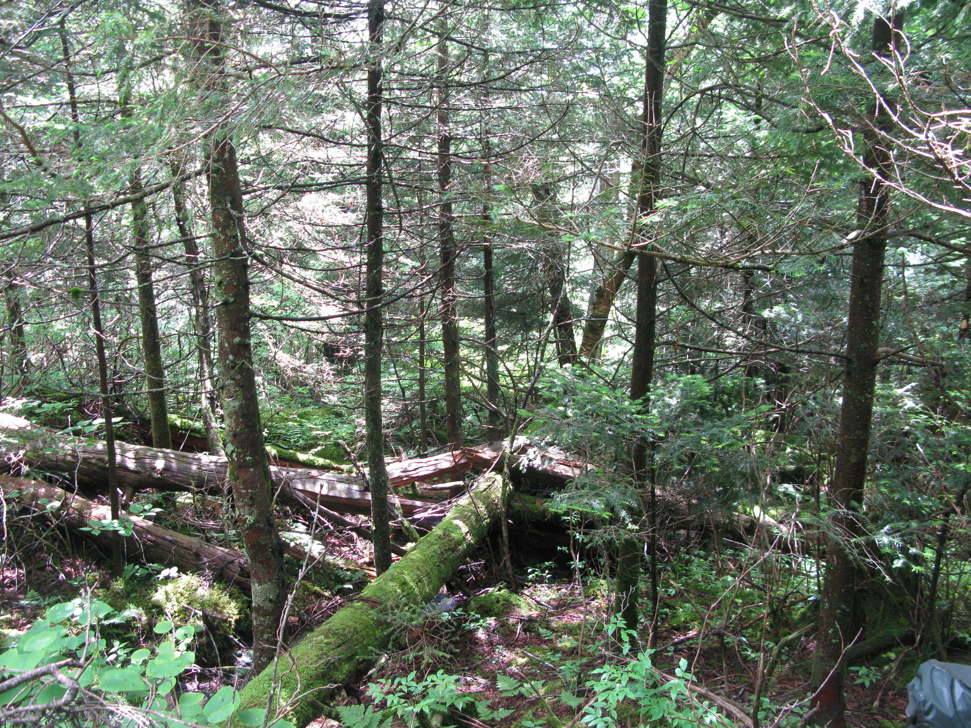 GRSM Accuracy Assessment. Plot Code: GRSM_AA_0494_5