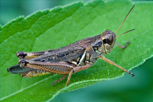 Red-legged grasshopper in Cuyahoga Valley National Park