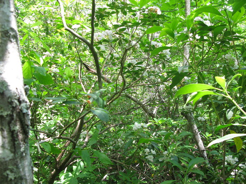 GRSM Accuracy Assessment. Plot Code: GRSM_AA_0784_3