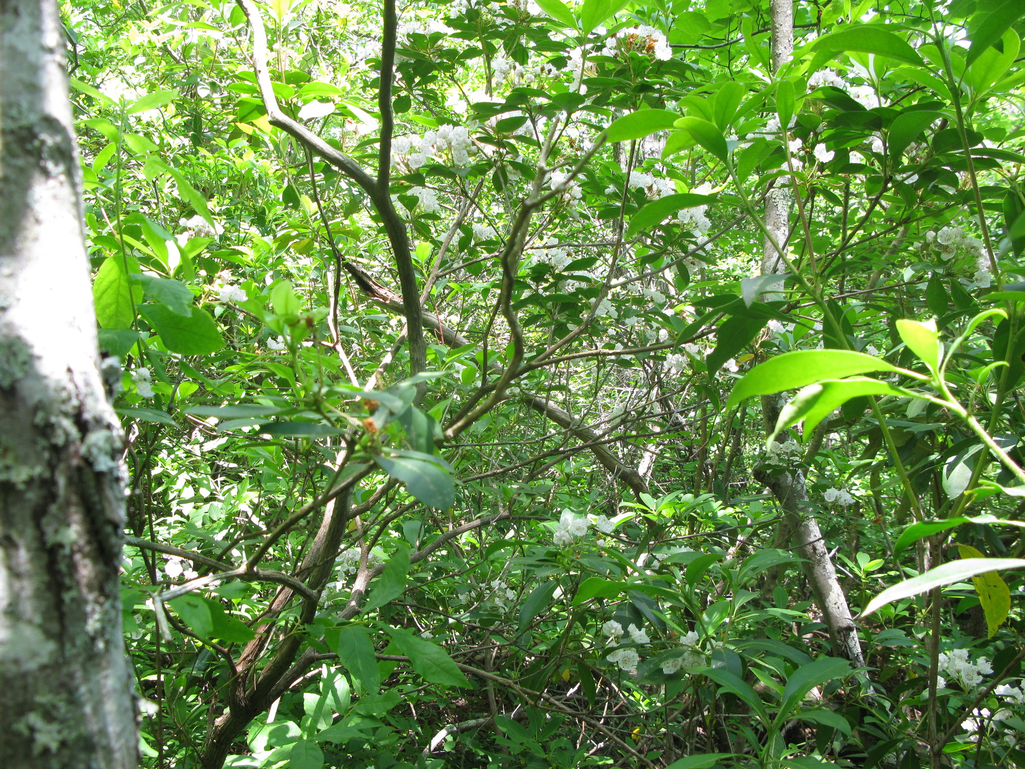 GRSM Accuracy Assessment. Plot Code: GRSM_AA_0784_3