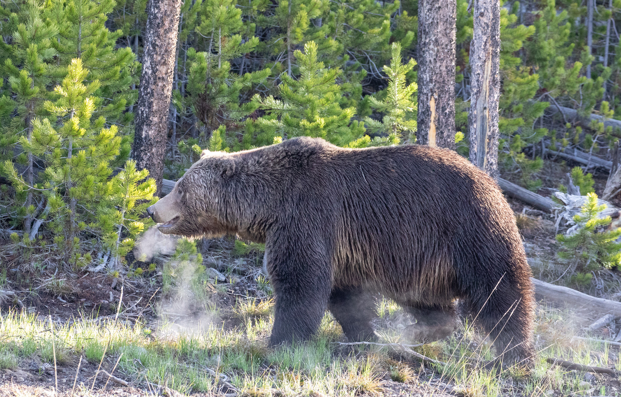 Grizzly bear walks along the edge of a lodgepole pine forest with breath showing in the cold air