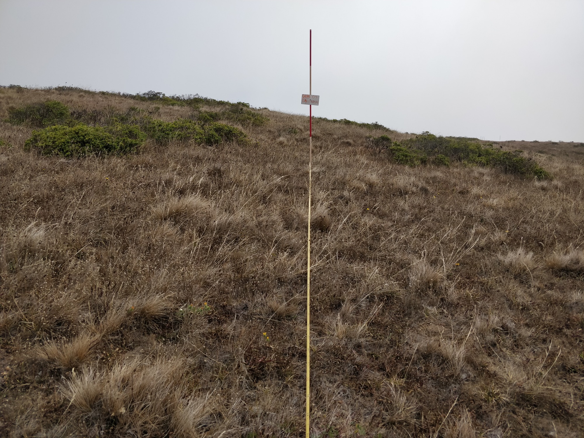 Eye-level view from the center point of a plant community monitoring plot