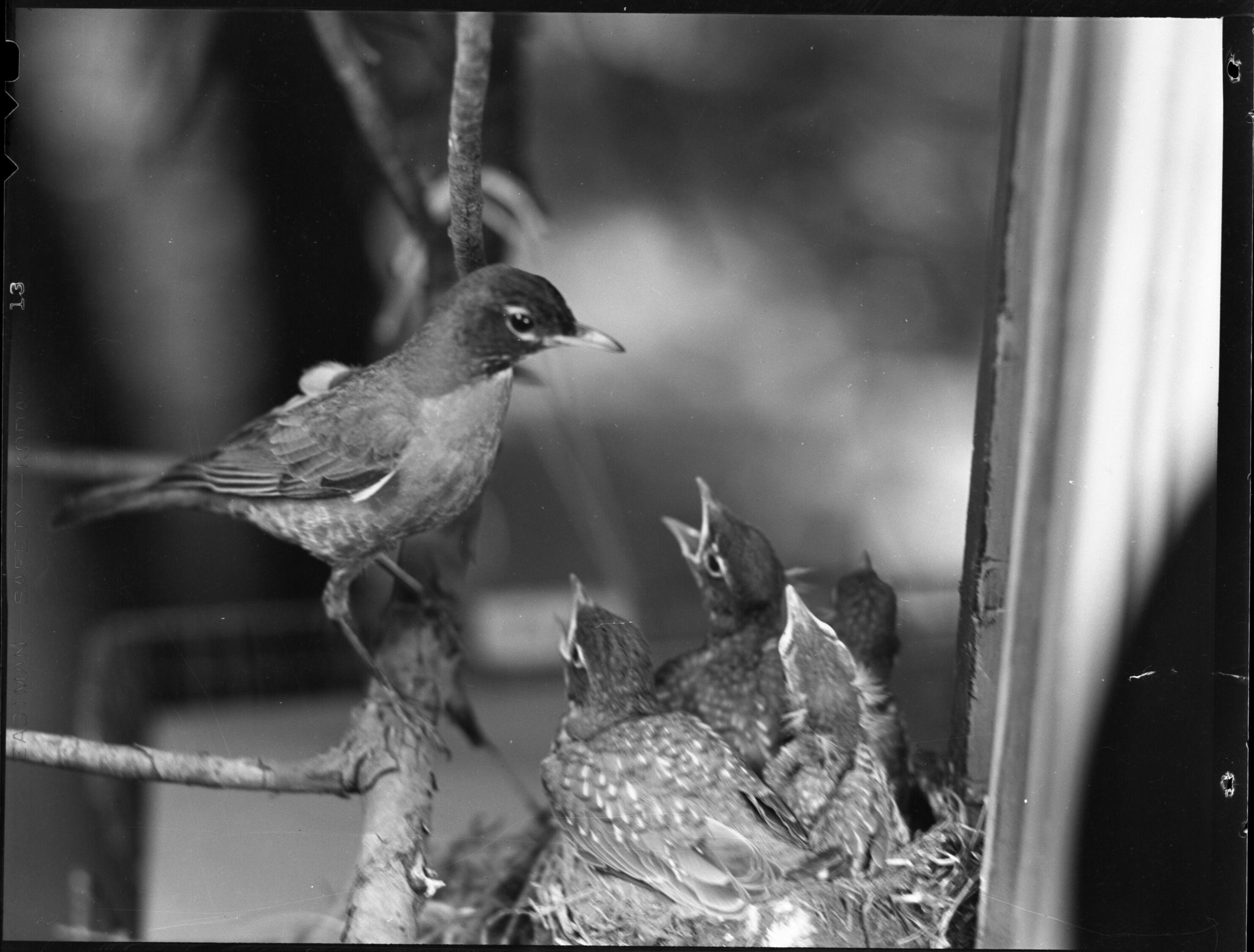 Robin with Offspring