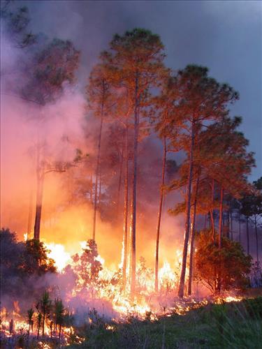 Lost Dog Prescribed burn, Big Cypress National Preserve, 2003