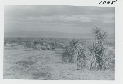 Black and white image of Mojave Yucca in Pinto Basin