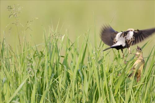 Bobolink in Cuyahoga Valley National Park