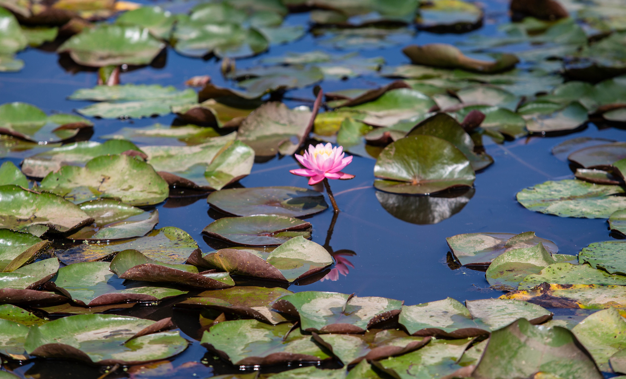 Pink water lily in a pond