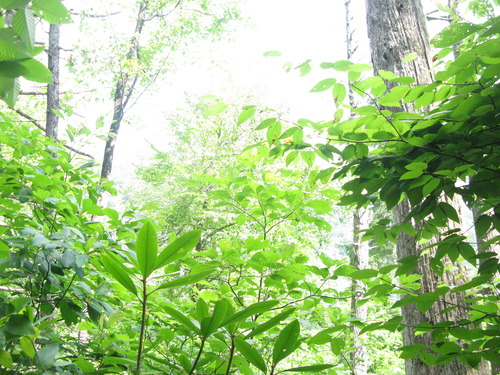 GRSM Accuracy Assessment. Plot Code: GRSM_AA_0865_6