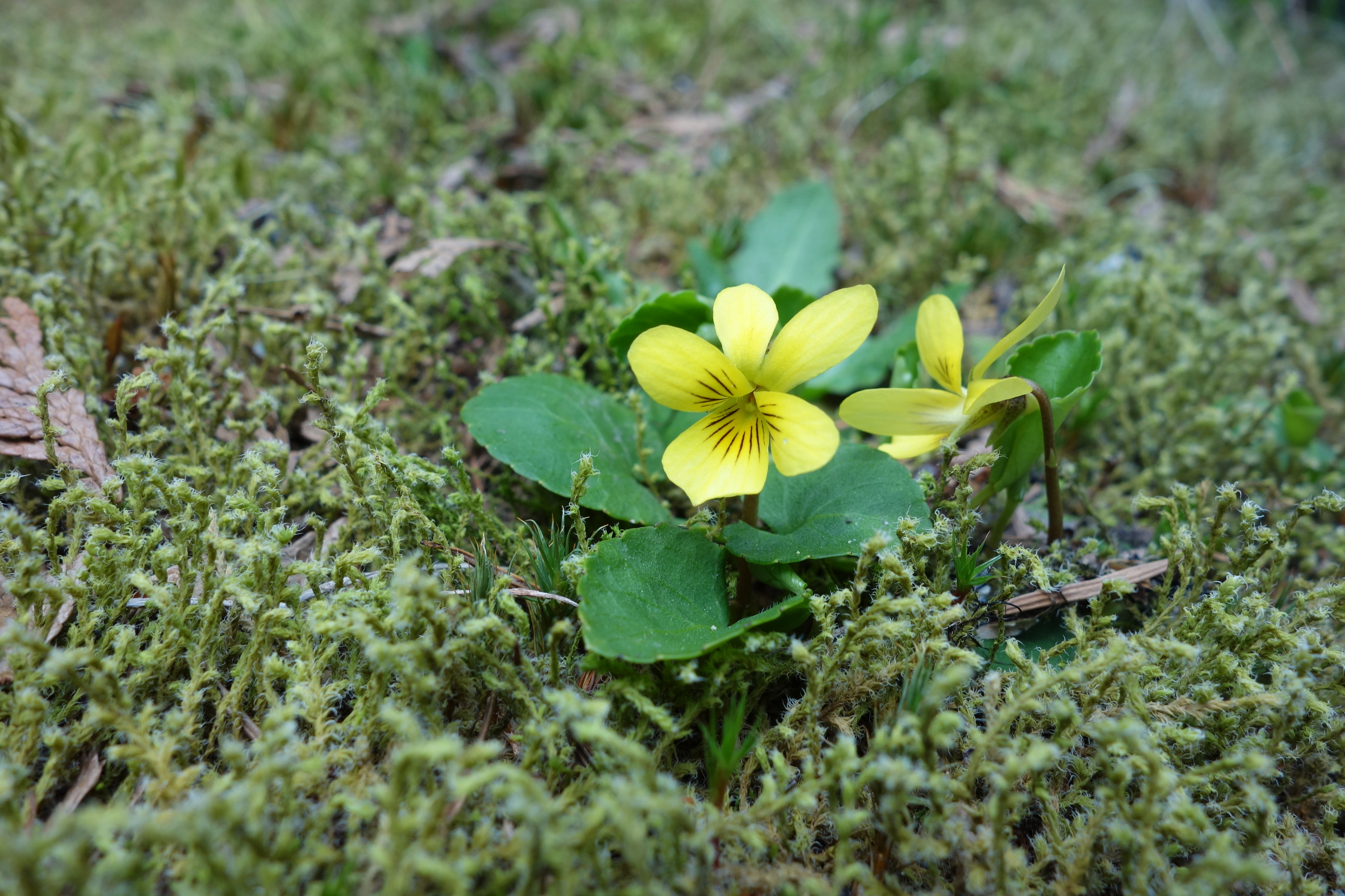 A small yellow violet with round leaves growing out of moss. 
