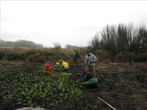 Prairie Restoration