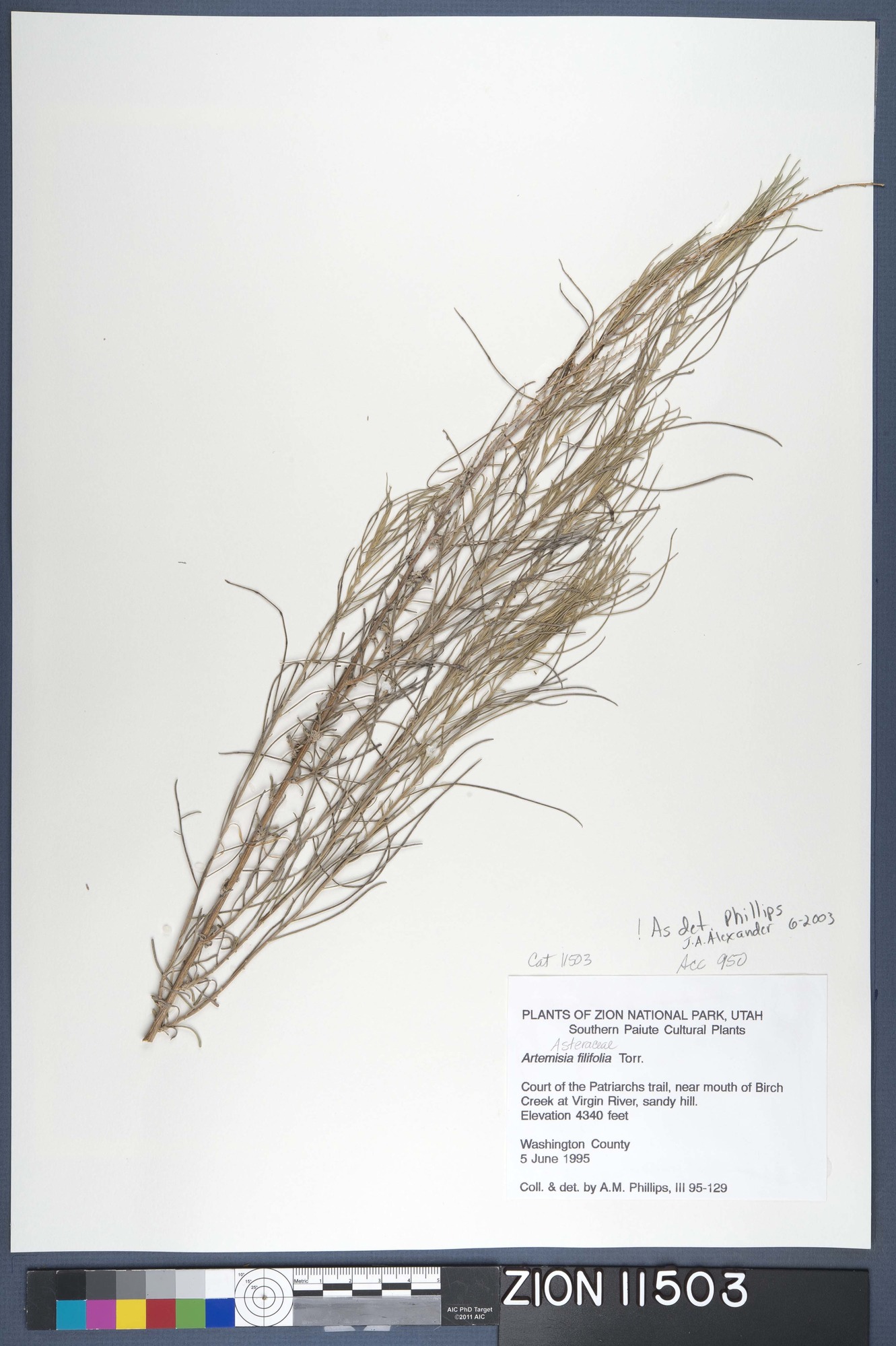 Herbarium Specimen Sheet 11503