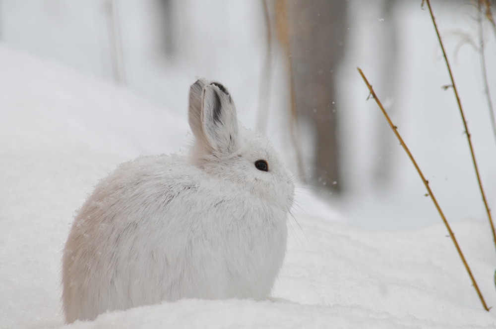 a white hare sitting in the snow