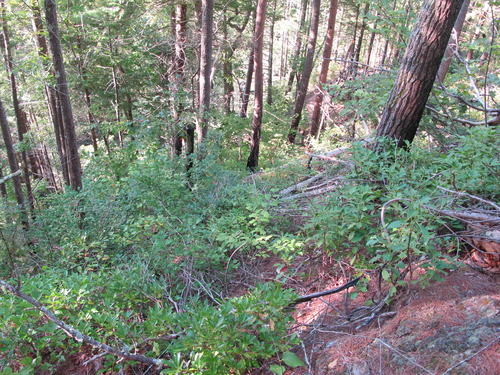 GRSM Accuracy Assessment. Plot Code: GRSM_AA_0808_6