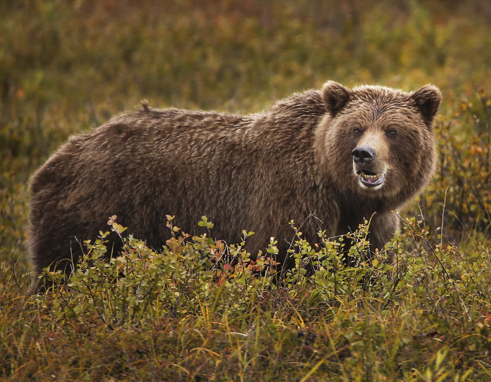 a grizzly bear with its jaws partially open as it eats from tall berry bushes