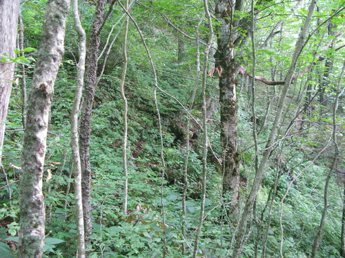 GRSM Accuracy Assessment. Plot Code: GRSM_AA_0250_6