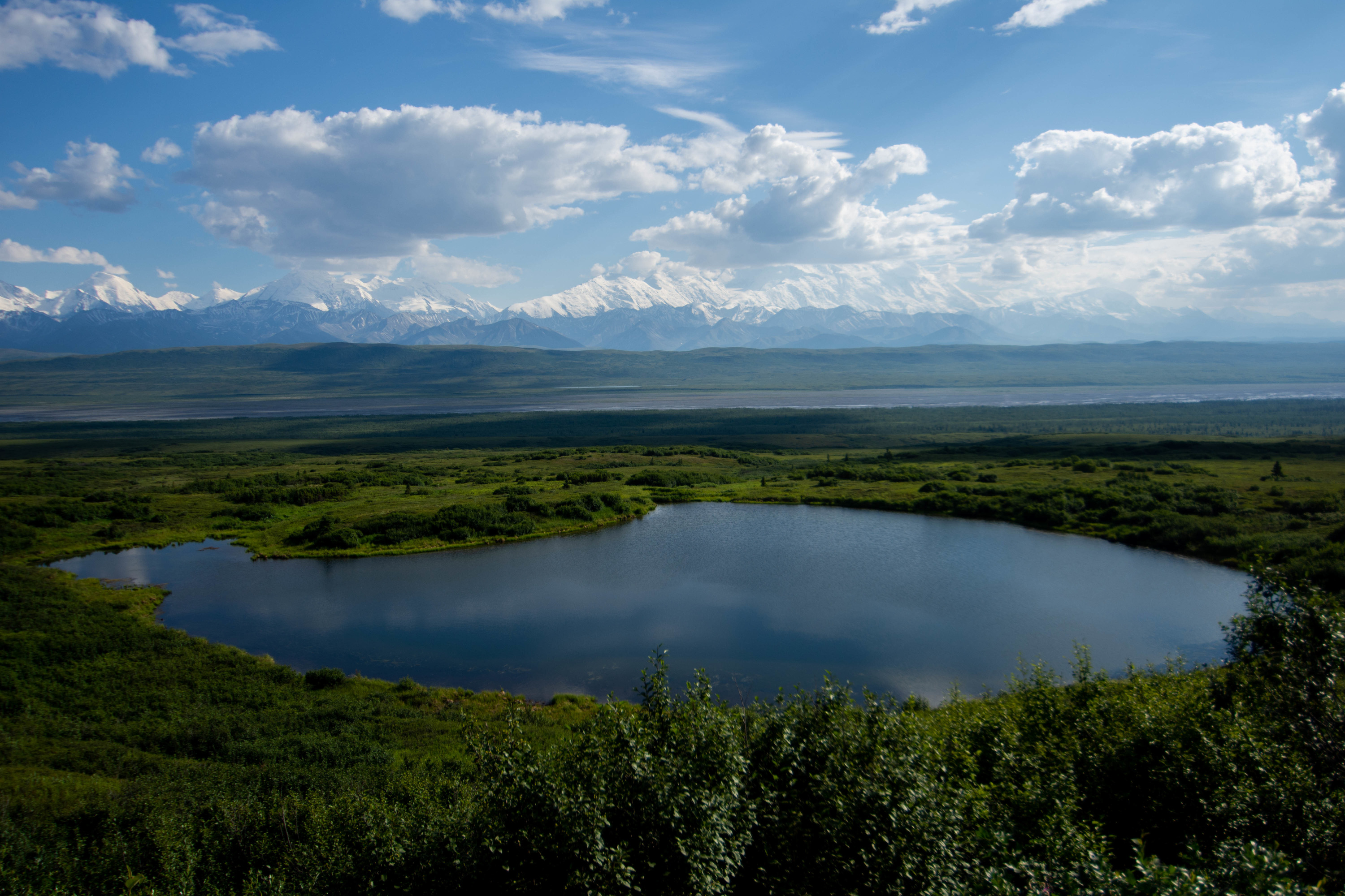 pond fringed by short bushes 