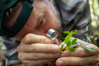 A biologist holds a magnifying glass close to a small plant and looks at it closely with one eye