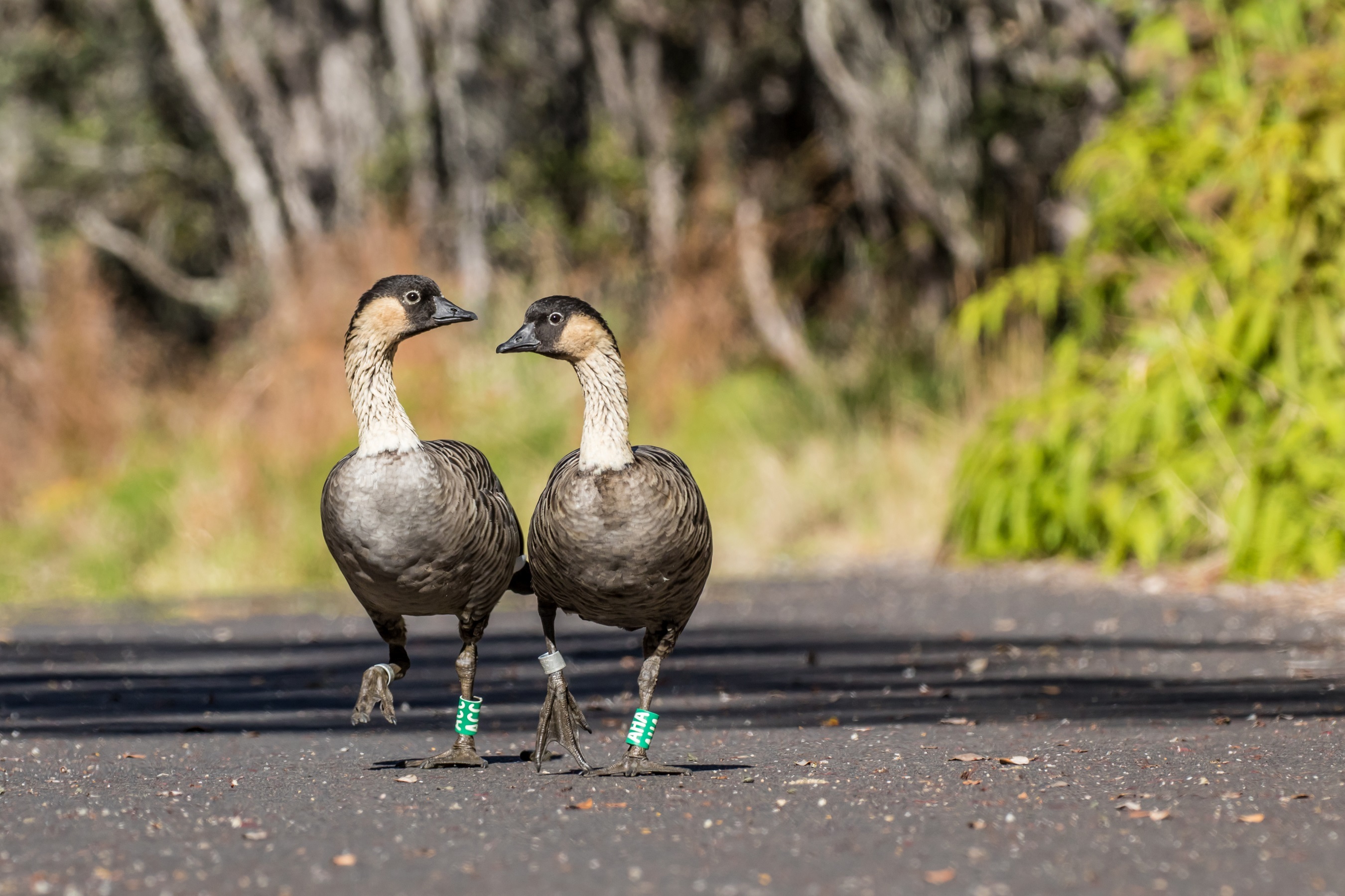 Two banded nēnē strut down a paved road with ferns and vegetation in background