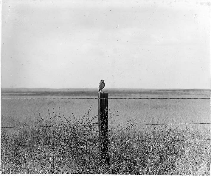 bird on fence post