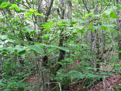 GRSM Accuracy Assessment. Plot Code: GRSM_AA_0055_5