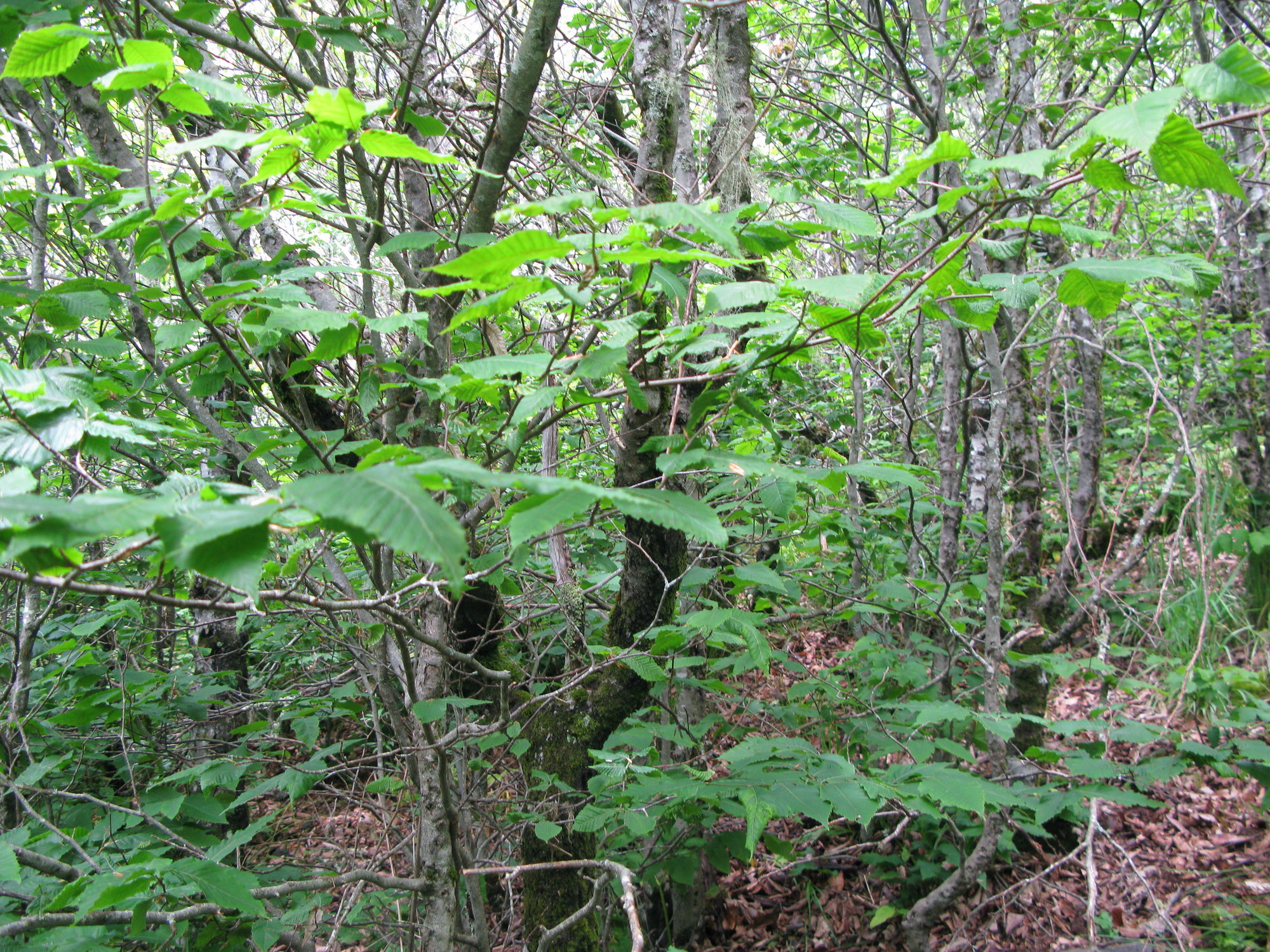 GRSM Accuracy Assessment. Plot Code: GRSM_AA_0055_5