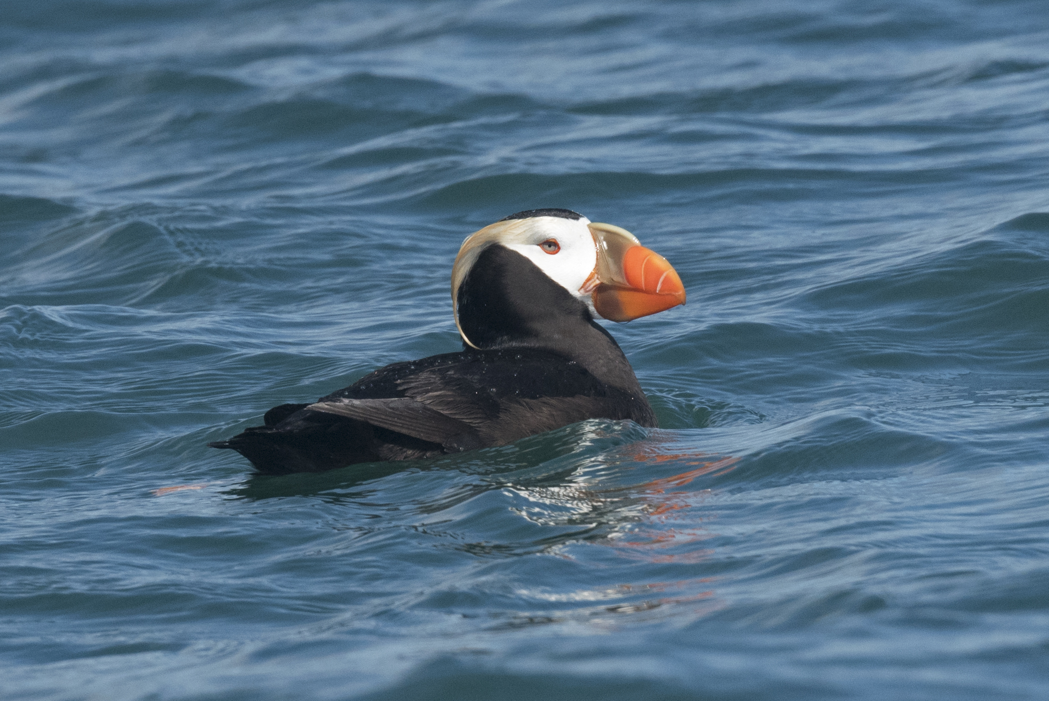 A tufted puffin on the water.