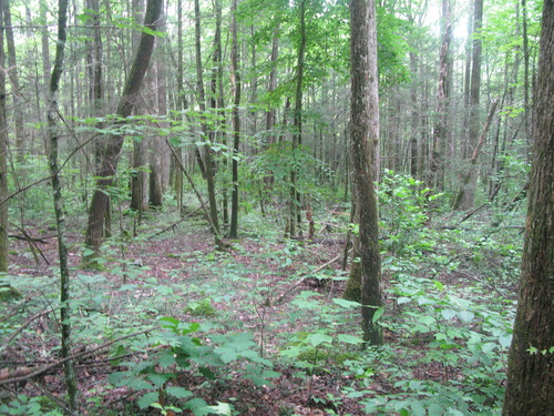 GRSM Accuracy Assessment. Plot Code: GRSM_AA_0619_5