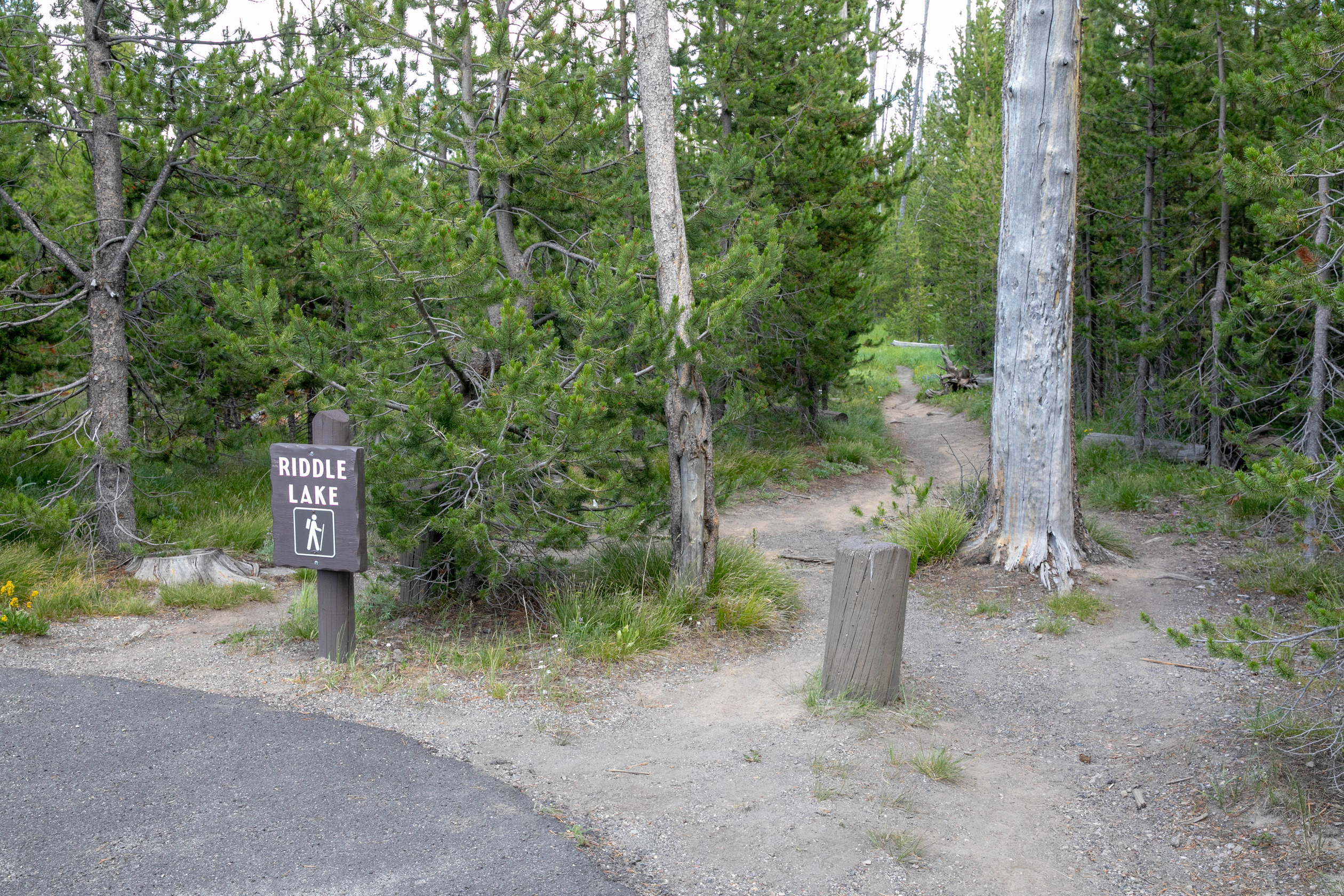 a trail leaves a parking area and winds back through a conifer forest.