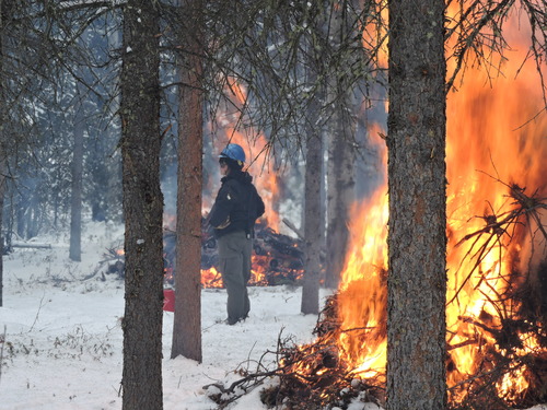 A wildland fuels technician standing near 2 burning piles near the Denali Post Office.