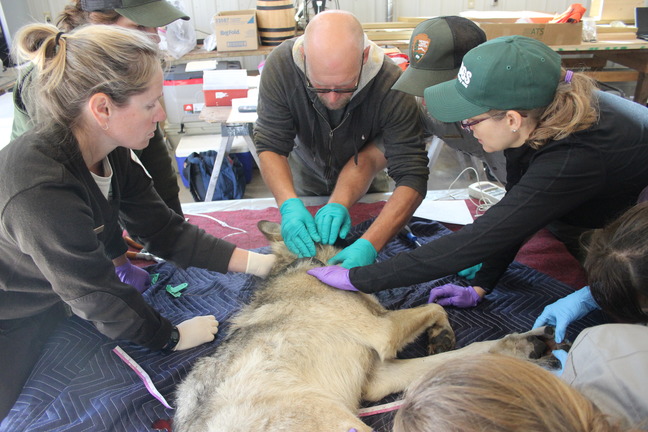 Seven people stand around a table with their hands on the neck of an anesthetized wolf to secure a radio collar.