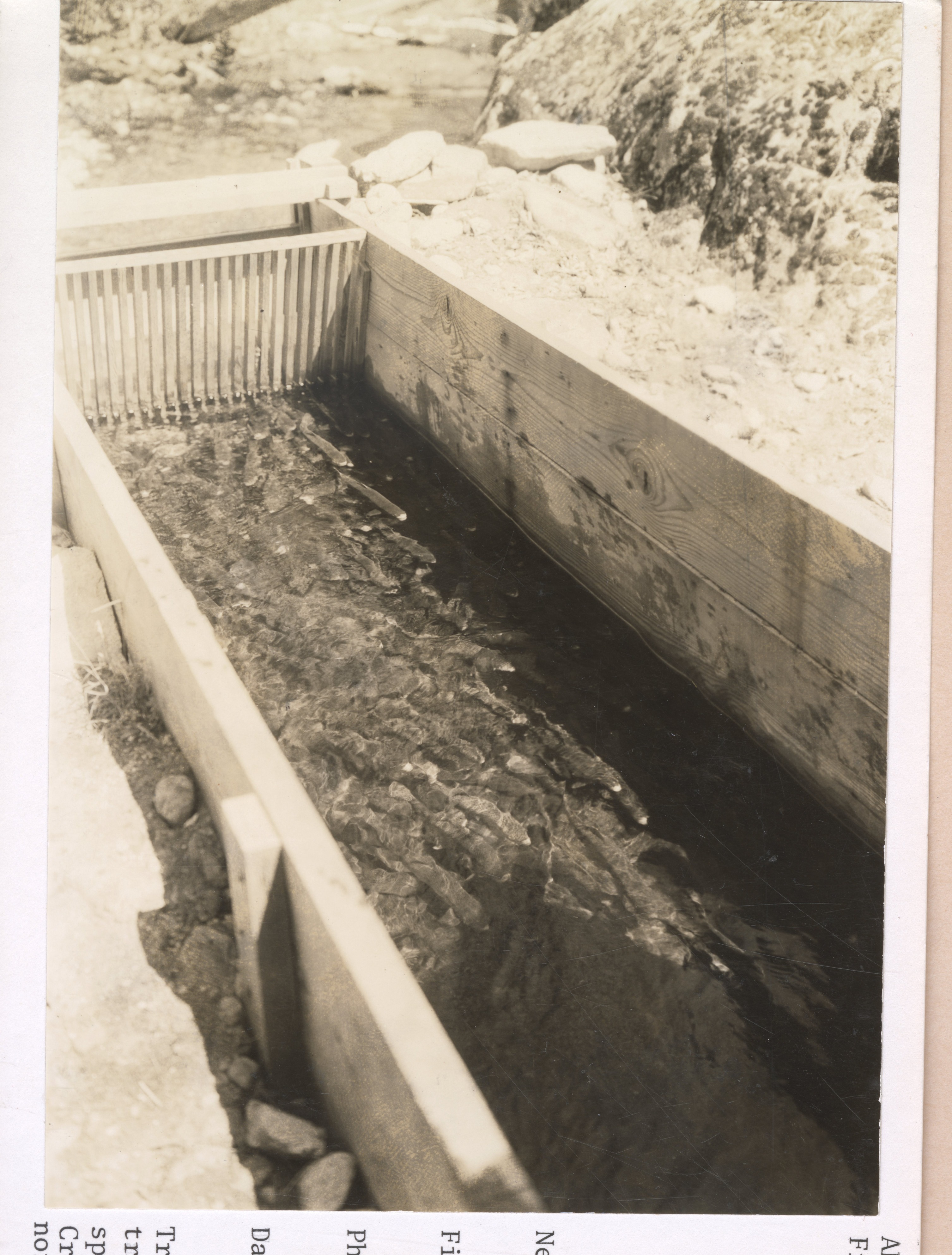 Trout holding in trough ready for spawning; Frog Creek/Lake Eleanor