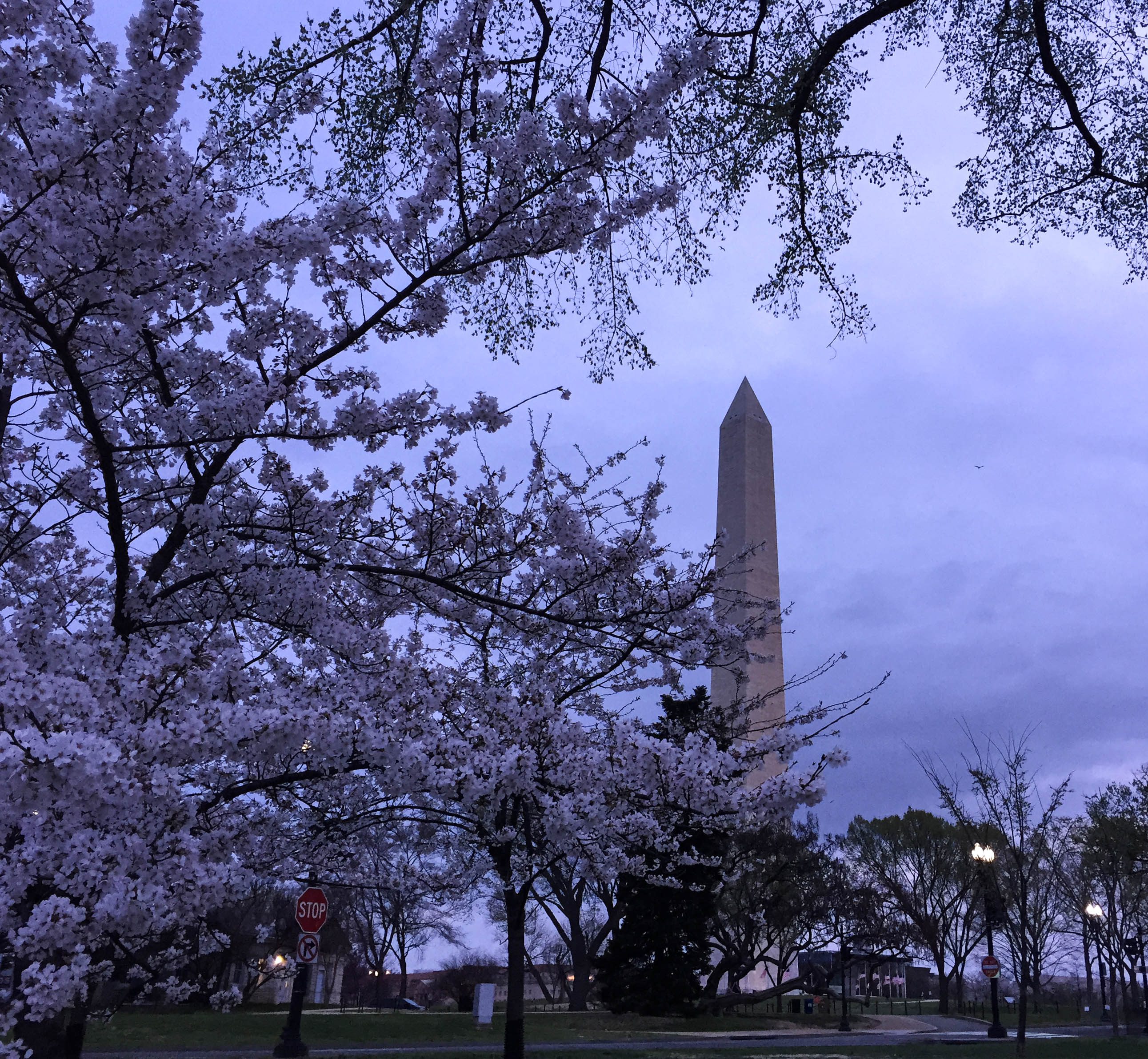 Washington Monument behind cherry blossom trees at night