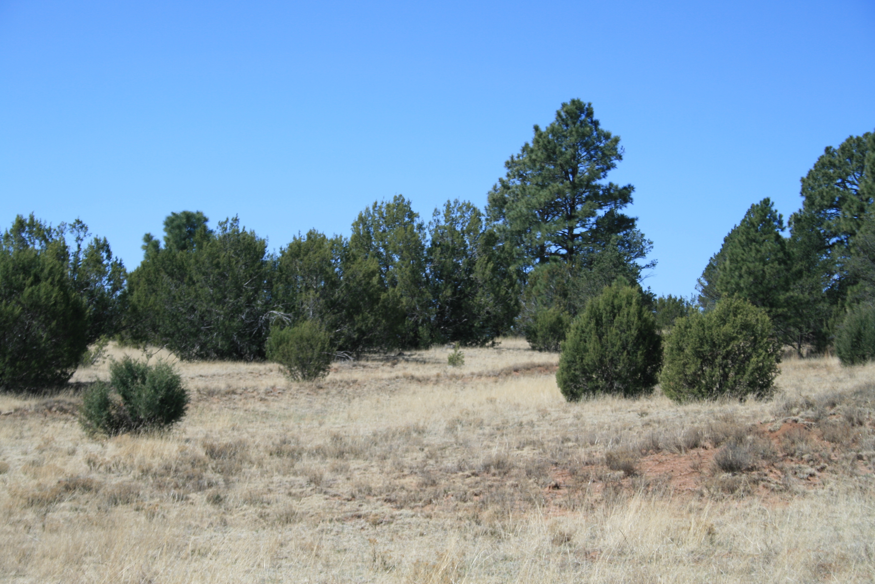 A grassy field with trees and bushes.