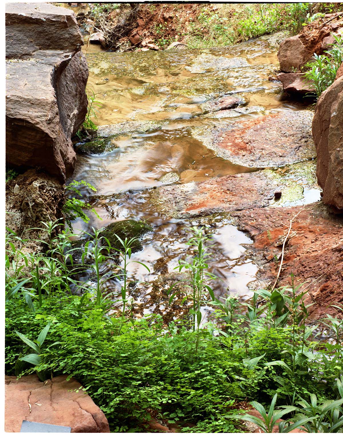 Color Photos of springline habitat - Most photos used in museum exhibits.