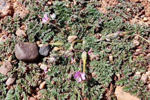 Small violet flowers on a leafy background