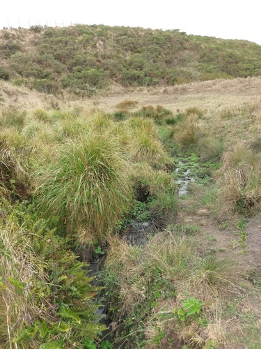 Channeled standing water with hummocks of vegetation and ferns. 