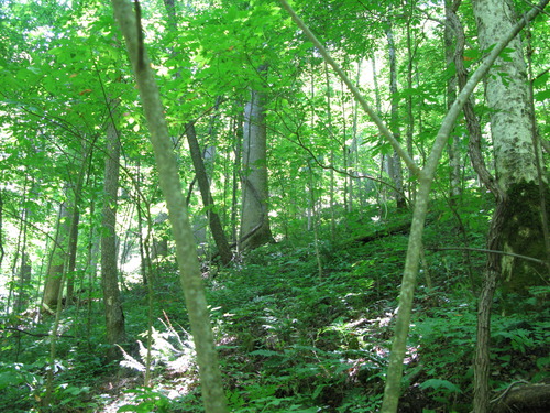 GRSM Accuracy Assessment. Plot Code: GRSM_AA_0203_4