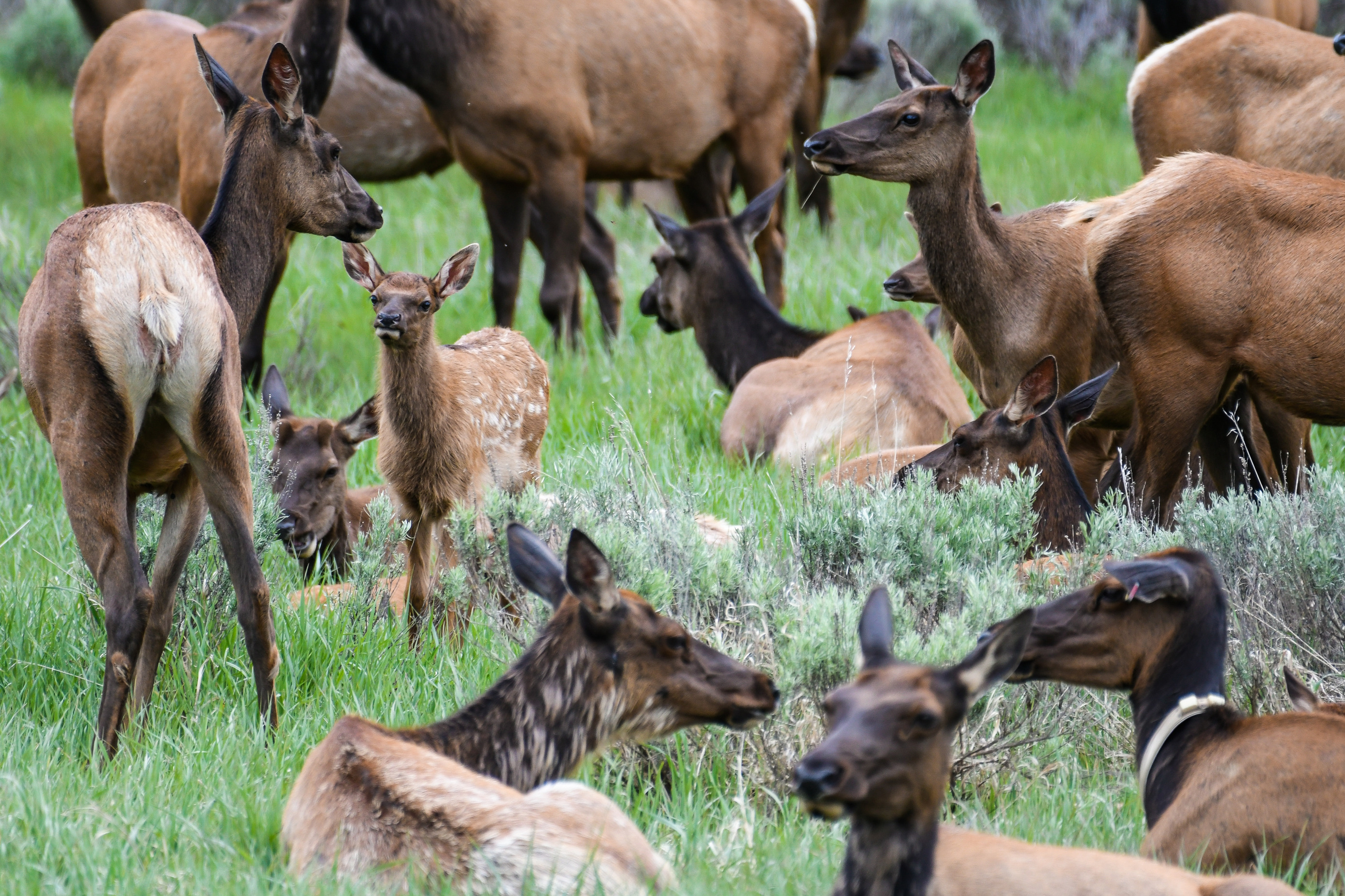 Group of elk and calves in a field