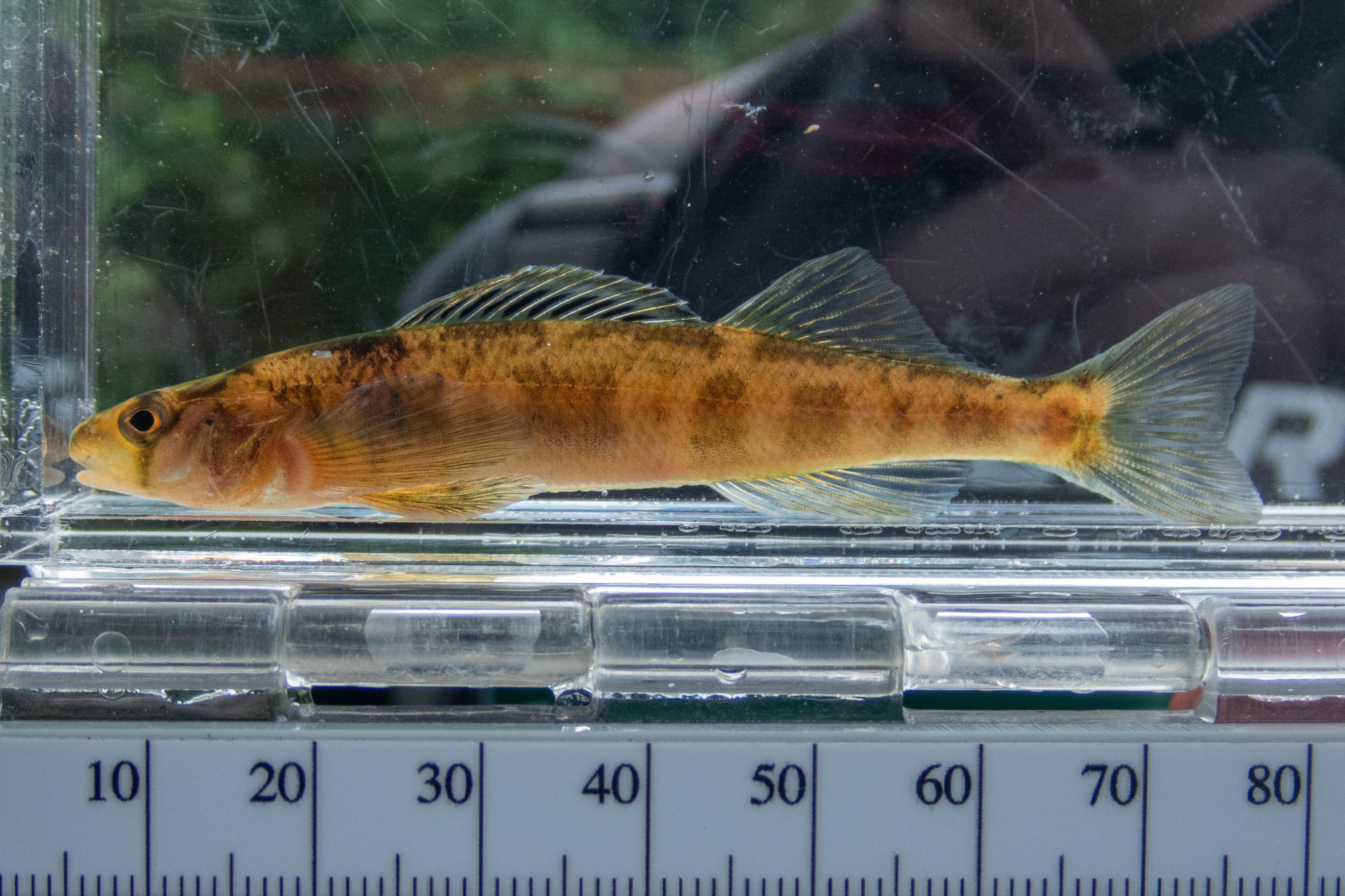Percina peltata (shield darter) - full body, large adult