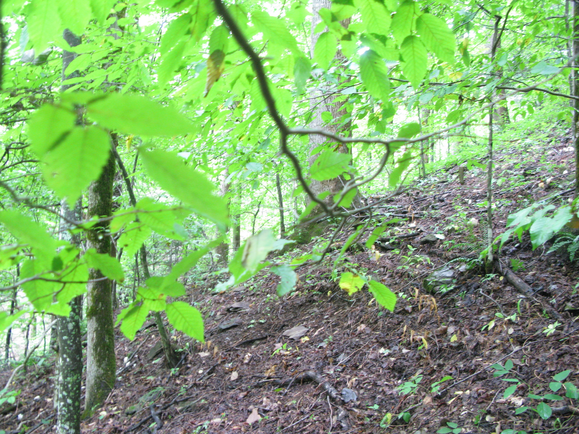 GRSM Accuracy Assessment. Plot Code: GRSM_AA_0432_2