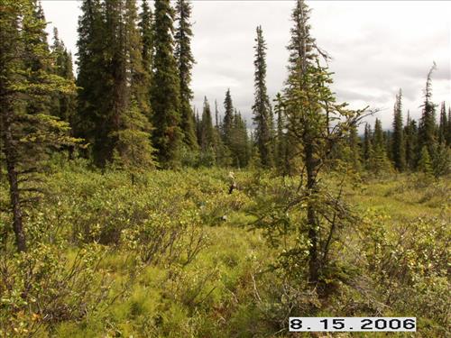 3 Small Mammal Survey in Denali National Park and Preserve in August 2006
