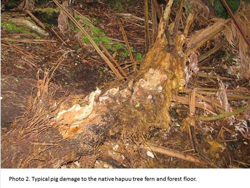 Proposed fence for Kahuku unit November 2012