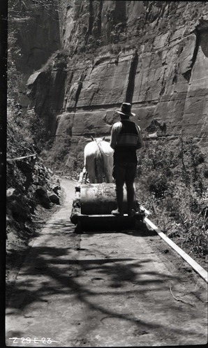 Narrows Trail construction, station 12-00, horsed-pulled roller.