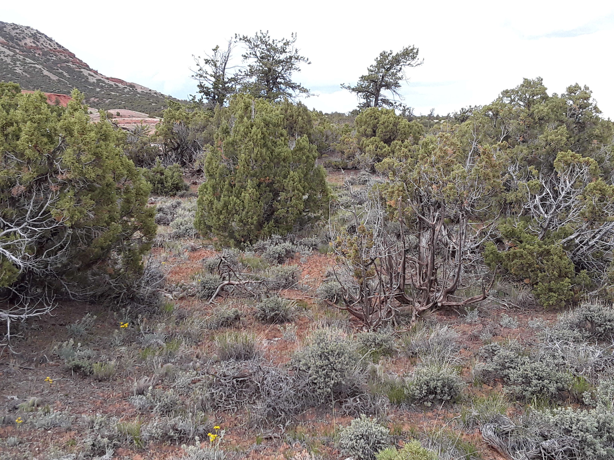 Photo of the landscape and upland vegetation in Bighorn Canyon National Recreation Area.