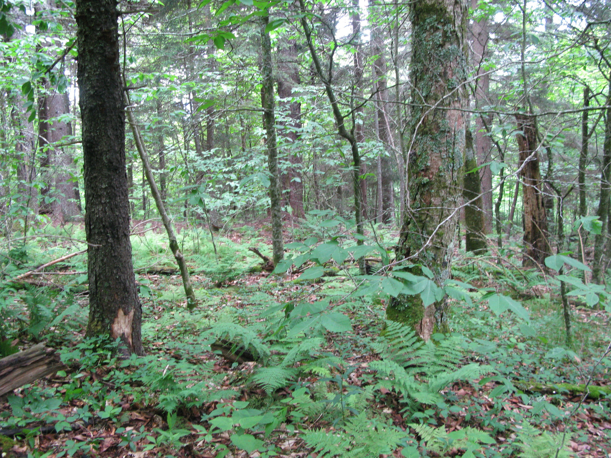 GRSM Accuracy Assessment. Plot Code: GRSM_AA_0153_6