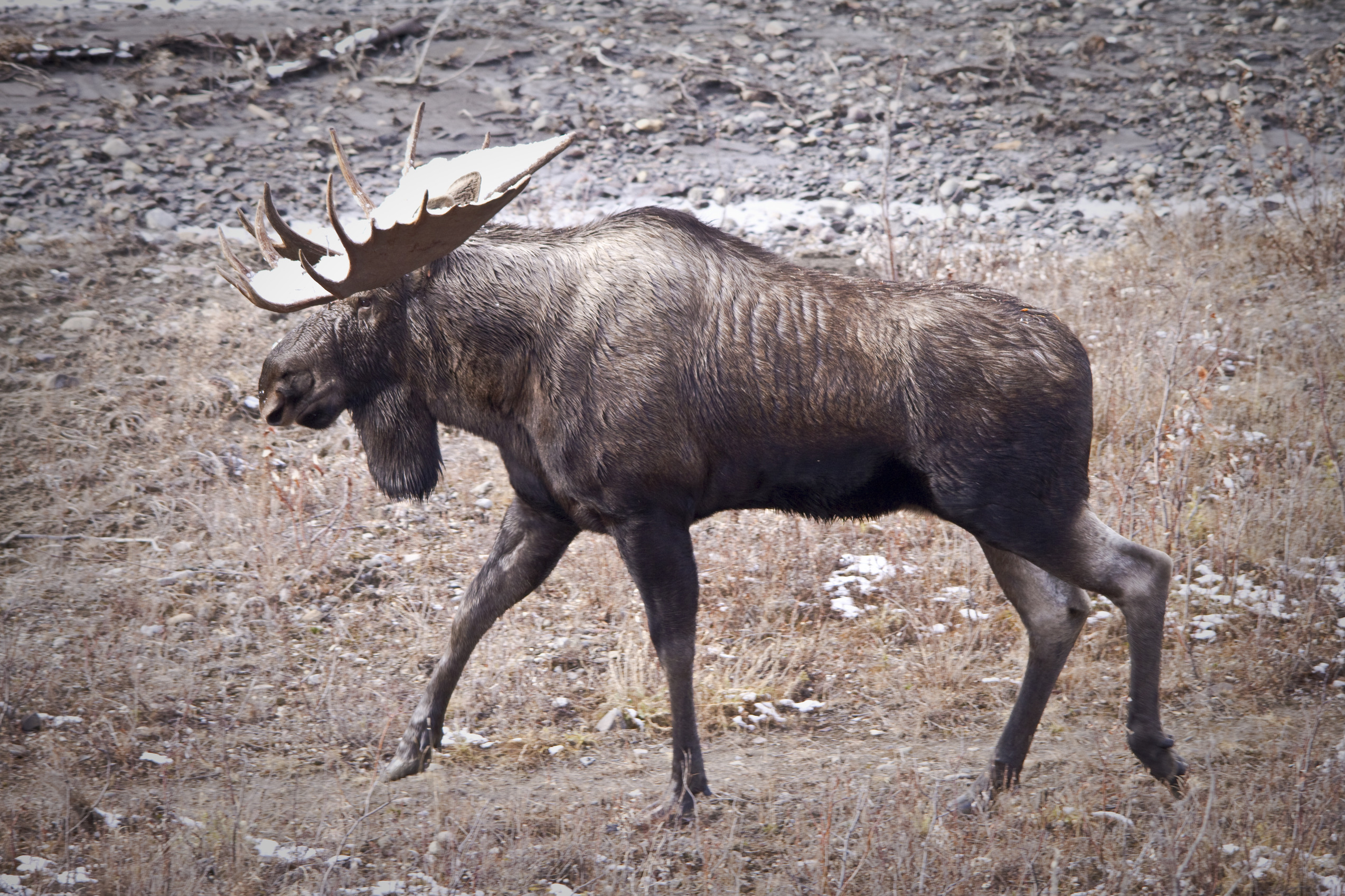 a moose with large antlers