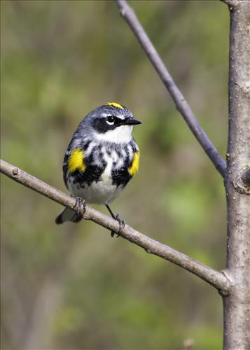 Blue-winged, yellow, yellow-rumped and prothonatory warblers in Cuyahoga Valley National Park