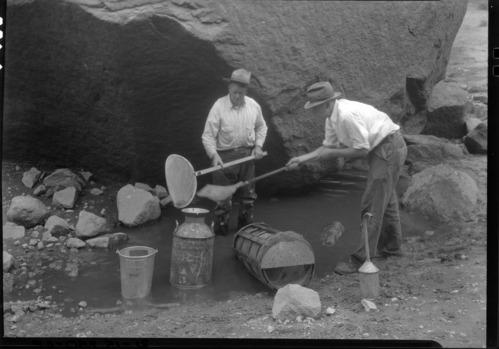 Ranger Bill Reymann and Herb Ewing rescuing fish.
